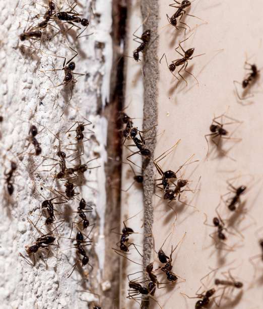 Hormigas en la pared