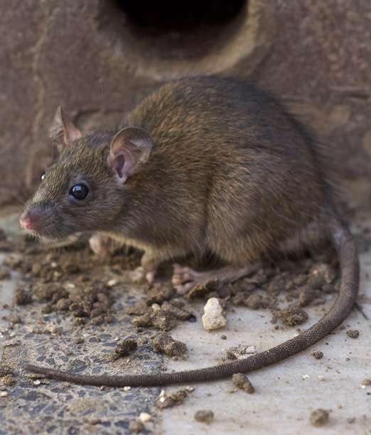 Rata